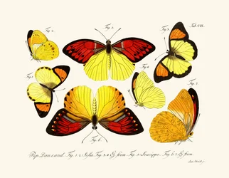 Vlinders
