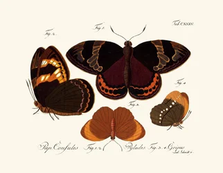 Vlinders