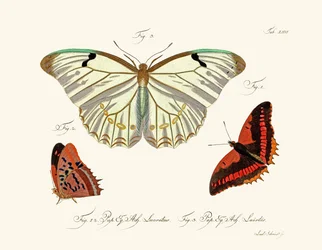 Vlinders