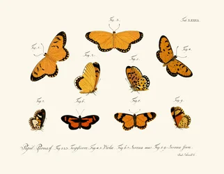 Vlinders