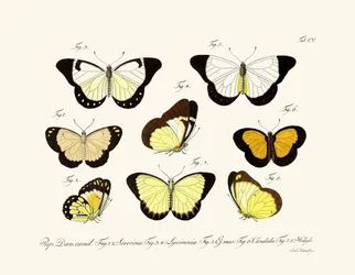 Vlinders