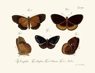 Vlinders