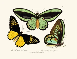 Vlinders