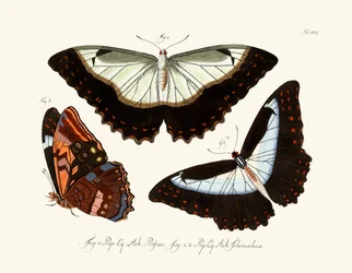 Vlinders