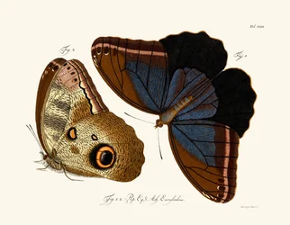 Vlinders