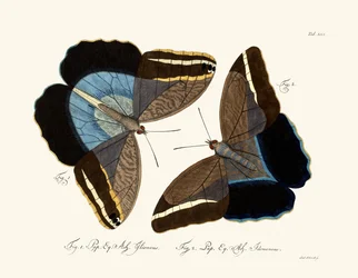 Vlinders