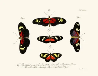 Vlinders