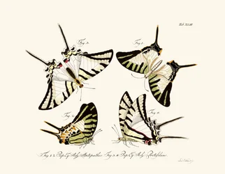 Vlinders
