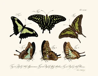 Vlinders