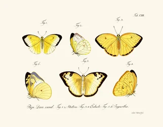Vlinders