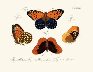 Vlinders