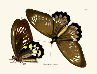 Vlinders