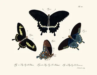 Vlinders