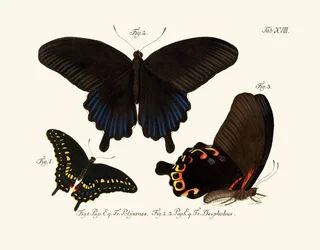 Vlinders