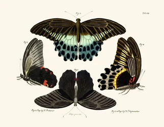 Vlinders