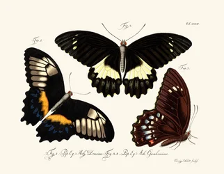 Vlinders