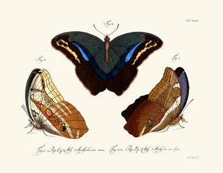 Vlinders