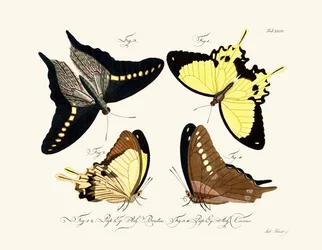 Vlinders