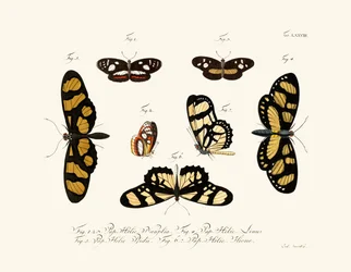 Vlinders