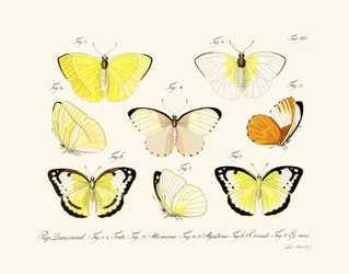 Vlinders