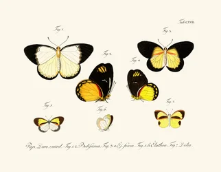Vlinders