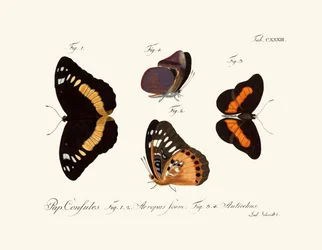 Vlinders