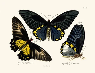 Vlinders