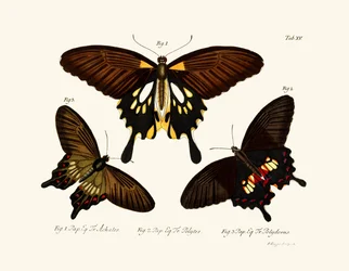 Vlinders