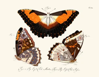 Vlinders