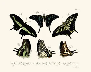 Vlinders