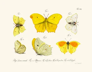 Vlinders, 1783-1806