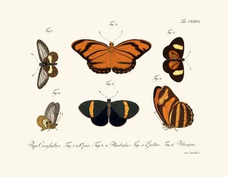 Vlinders, 1783-1806