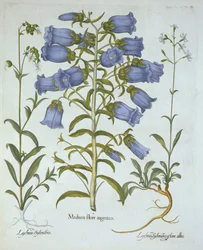 Canterbury Bells, Witte Blaasjeskruid, Nottingham Catchfly, uit Hortus Eystettensis, door Basil Besler, gepubliceerd 1613