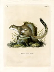 Kaapse grondeekhoorn