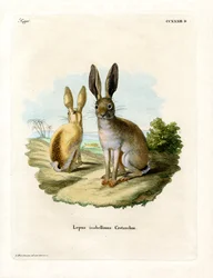 Kaapse haas
