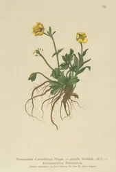Karinthische Boterbloem