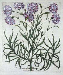 Anjer, uit Hortus Eystettensis, door Basil Besler, gepubliceerd 1613