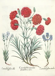 Anjers en lavendel: 1.Caryophyllus maximus plenus flore rubro; 2.Lavandula flore albo; 3.Lavandula flore ceruleo, uit de Hortus Eystettensis door Basil Besler (1561-1629), uitgegeven 1613