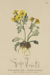 Karnische Kruiskruid