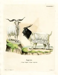 Kasjmier geit