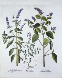 Kattekruid en Kattenkruid, uit Hortus Eystettensis, door Basil Besler, gepubliceerd 1613