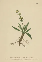 Keltische Valeriaan