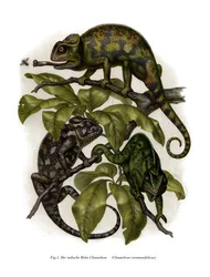 Kameleon