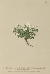 Chamois Cress