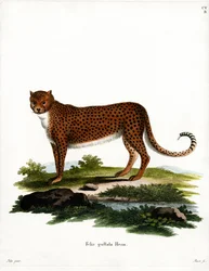 Jachtluipaard