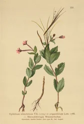 Muurpeper Wilgenroosje