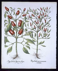 Chilipeperplanten, uit de Hortus Eystettensis door Basil Besler (1561-1629), pub. 1613
