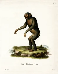 Chimpansee
