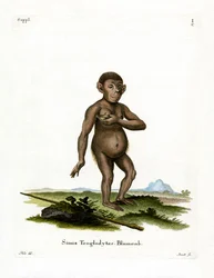 Chimpansee