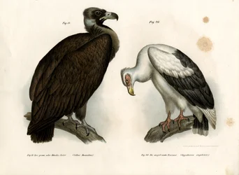 Monniksgier, 1864